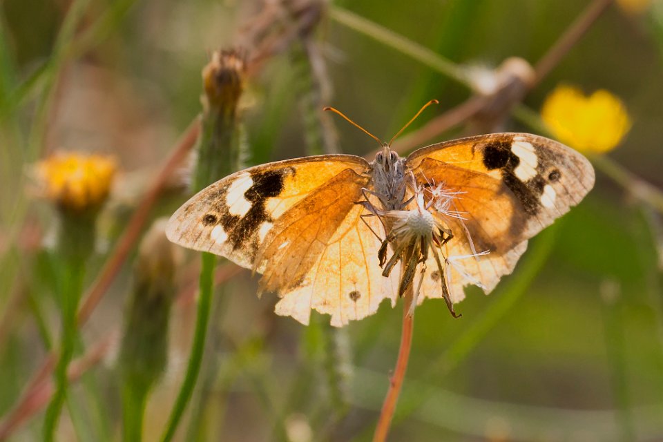 ragged butterfly